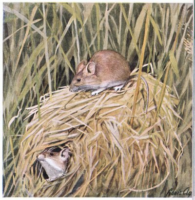 Western Harvest Mouse lever og yngler i en græsklædt rede af Louis Agassiz Fuertes
