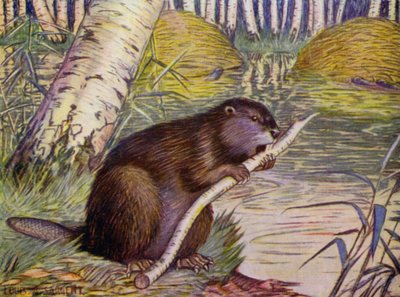 I Zoo: Beaver (farve litho) af Louis Augustus Sargent