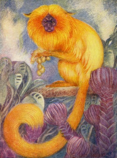 I Zoo: Marmoset Monkey (farve litho) af Louis Augustus Sargent