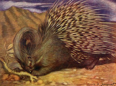 I Zoo: Porcupine (farve litho) af Louis Augustus Sargent