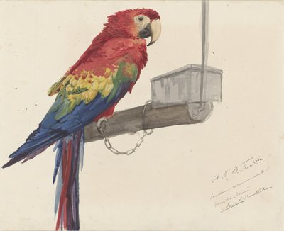 Papegøje af Louis Charles Bombled
