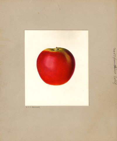 Æble (Malus domestica: nr. 57) (akvarel) af Louis Charles Christopher Krieger