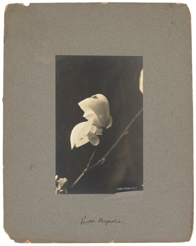 Tiffany Studios, ca. 1898-1920 (fotografi s/h) af Louis Comfort Tiffany