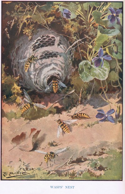 Hvepserede, illustration fra 