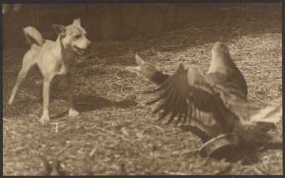 [Angry Bird and Dog] af Louis Fleckenstein