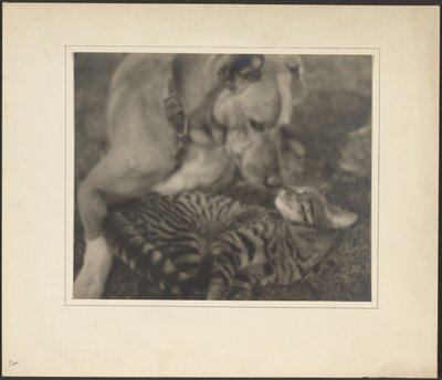 [Kat og hund] af Louis Fleckenstein