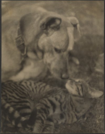 [Kat og hund] af Louis Fleckenstein