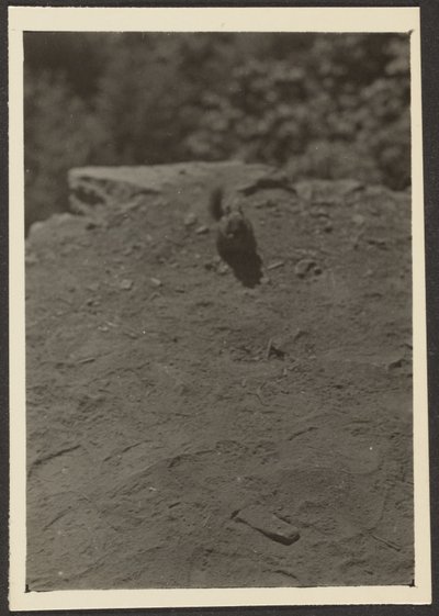 [Chipmonk on Trail]. af Louis Fleckenstein