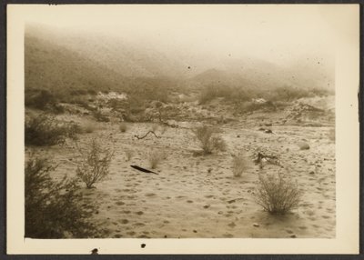 [Coyote Canyon] af Louis Fleckenstein