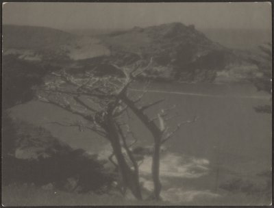 [Cypress on Coast] af Louis Fleckenstein