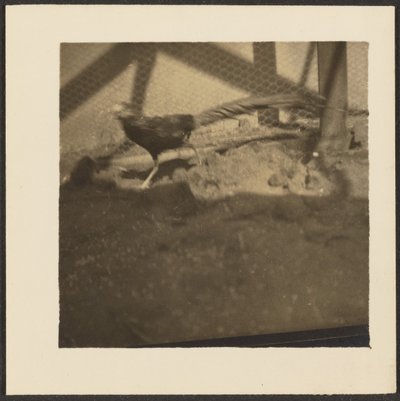 [Fasan i bur] af Louis Fleckenstein