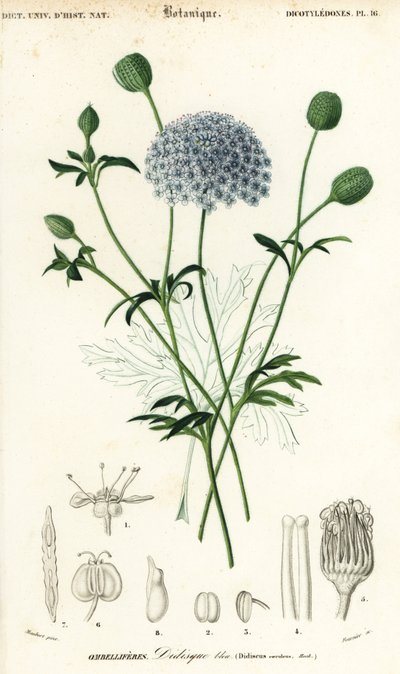 Blå blondeblomst, Trachymene coerulea. ,1849 (gravering) af Louis Joseph Edouard Maubert