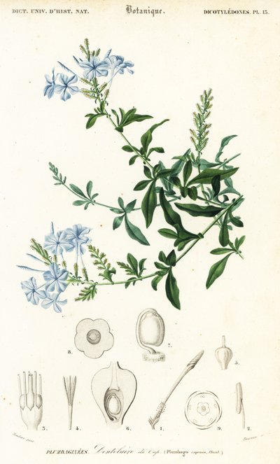 Kap blyurt, Plumbago auriculata, 1849 (gravering) af Louis Joseph Edouard Maubert