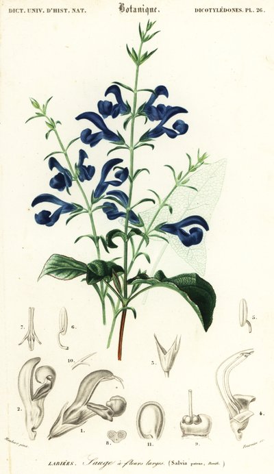 Ensiansalvie eller spredende salvie, Salvia patens., 1849 (gravering) af Louis Joseph Edouard Maubert