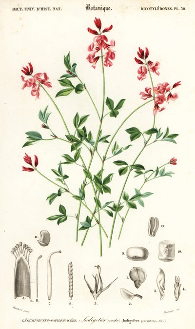 Indigo plante, Indigofera liggende. ,1849 (gravering) af Louis Joseph Edouard Maubert