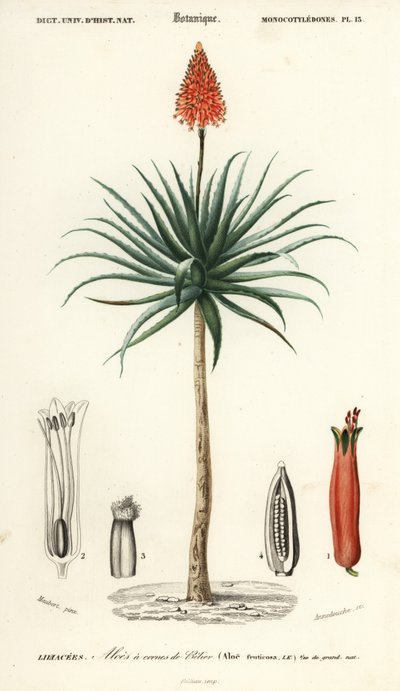 Krantz aloe, Aloe arborescens., 1849 (gravering) af Louis Joseph Edouard Maubert