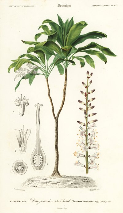 Palmelilje, Cordyline fruticosa., 1849 (gravering) af Louis Joseph Edouard Maubert