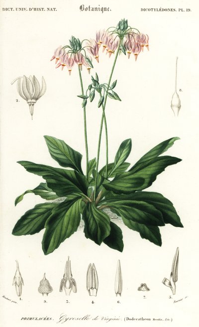 Stjerneskud eller østligt stjerneskud, Dodecatheon meadia. ,1849 (gravering) af Louis Joseph Edouard Maubert