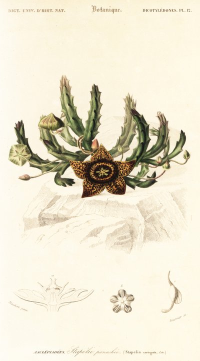 Stjerneblomst, Orbea variegata., 1849 (gravering) af Louis Joseph Edouard Maubert
