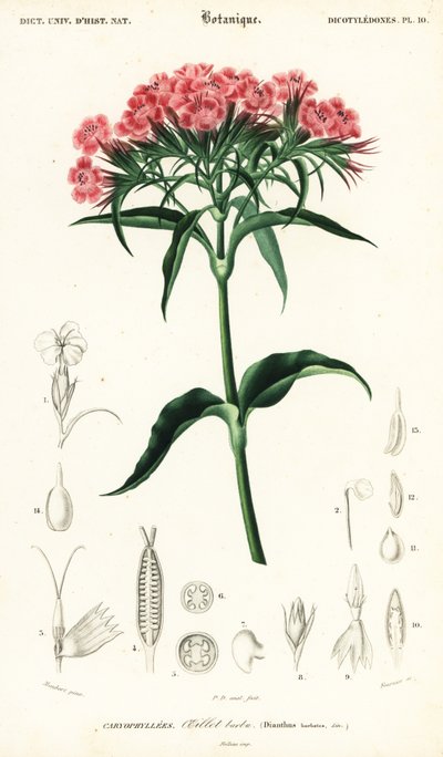 Sweet William, Dianthus barbatus., 1849 (gravering) af Louis Joseph Edouard Maubert