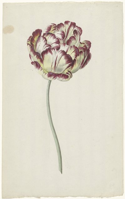 Tulipan af Louis Moritz