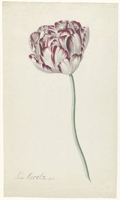 Tulipan af Louis Moritz