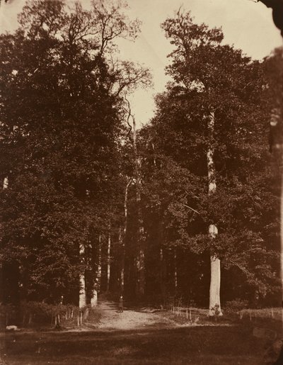 Skov ved Saint-Cloud af Louis Rémy Robert