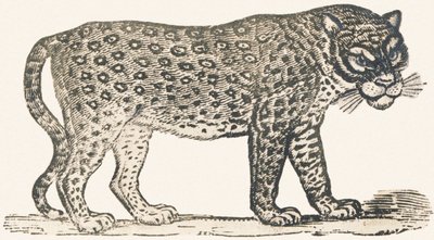 Tiger af Louis Simon (1810 1870) Lassalle