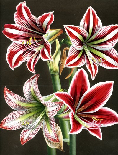 AMARYLLIS HIPPEASTRA (gravering) af Louis Van Houtte