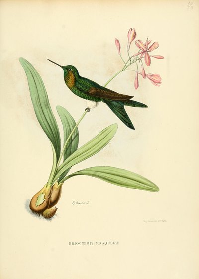 Eriocnemis moskeen af Louis Victor Bevalet