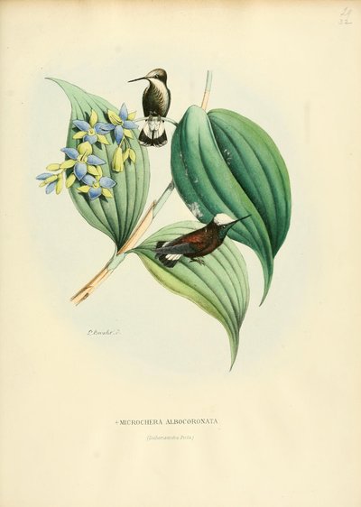 Microchera albocoronata af Louis Victor Bevalet