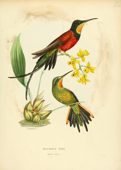 Pyra remskive = Pyra topas af Louis Victor Bevalet
