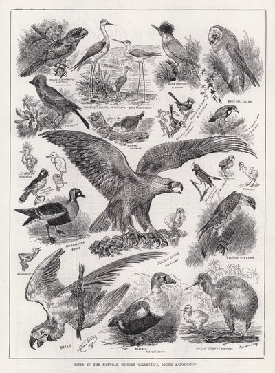 Fugle i Natural History Collection, South Kensington (gravering) af Louis Wain