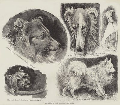 Hundeudstilling i Landbrugshallen af Louis Wain
