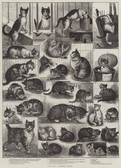 Vores katte, en hushistorie af Louis Wain