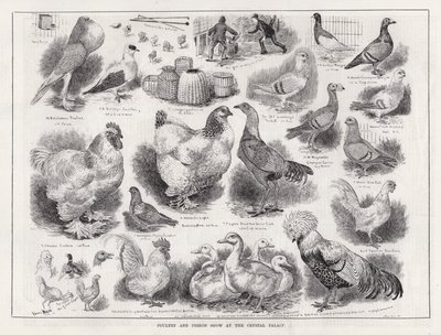 Fjerkræ- og dueudstilling i Crystal Palace (gravering) af Louis Wain