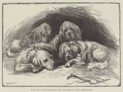 Kongelige hunde i Agricultural Hall, Prince of Wales