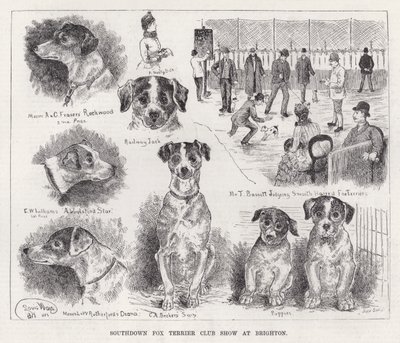 Southdown Fox Terrier Club Show i Brighton (gravering) af Louis Wain