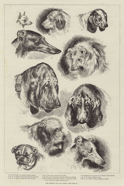 Kennelklubbens hundeudstilling af Louis Wain