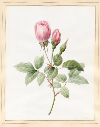 Pink Rose and Buds, 1826 (wc med noget kropsfarve på vellum) af Louise DOrleans