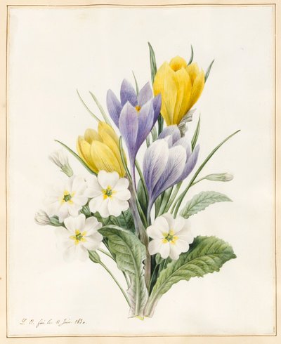 Hvide primulaer og tidlige hybride krokus, 1830 (wc med lidt bodycolour på pergament) af Louise DOrleans