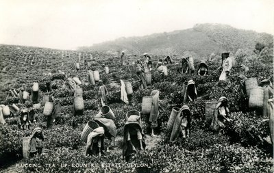 Plukke te, oplandsgods, Ceylon, ca. 1900-1930 (s/h-foto) af Ltd. Ceylon Plâté