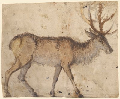 Studie af en hjort (recto); studie af geder (verso) af Lucas Cranach the Elder