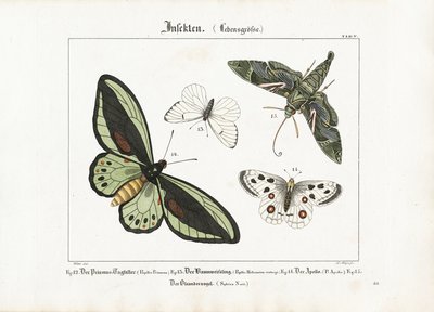 Sommerfugle og Oleander Hawk-moth af Ludwig Meyer