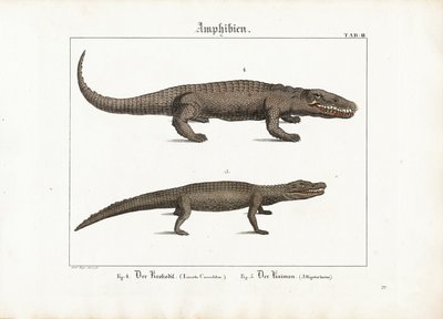 Krokodille og kaiman af Ludwig Meyer