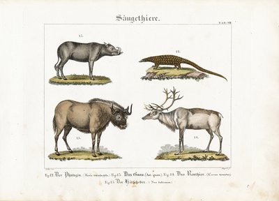 Eksotiske pattedyr: Pangolin, gnu, rensdyr og babirusa af Ludwig Meyer