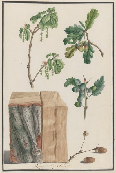 Studier af blomster, frugter og stamme af en engelsk eg Quercus robur, 1788. af Ludwig Pfleger