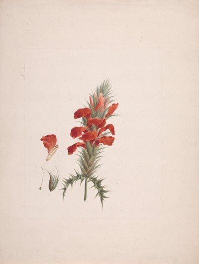 Acanthus Sennii Chiov. : færdig tegning med tilføjede detaljer af Luigi Balugani
