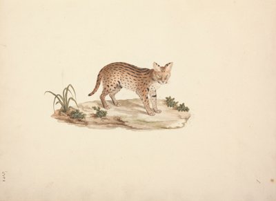 African Wildcat eller Serval af Luigi Balugani