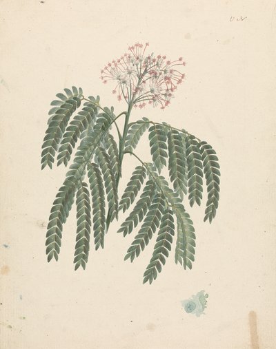 Albizia gummifera (J.F.Gmel.) C.A. Sm. (Gummy Albizia Tree): færdig tegning med mindre variationer i blomstrende hoved af Luigi Balugani